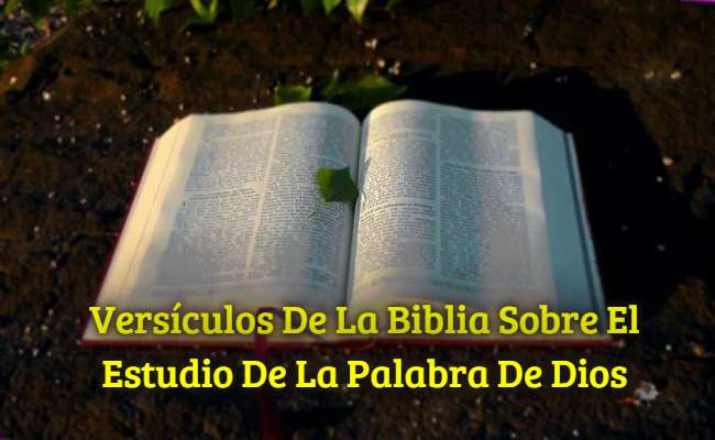 ▷▷ 25+Versículos de la Biblia sobre el estudio de la Palabra de Dios †  Pasajes Biblicos